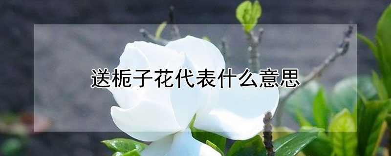 送栀子花代表什么意思（栀子花象征着什么意思）