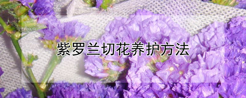 紫罗兰切花养护方法（紫罗兰鲜切花的养护方法）