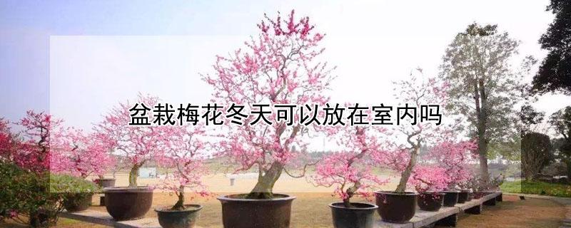 盆栽梅花冬天可以放在室内吗