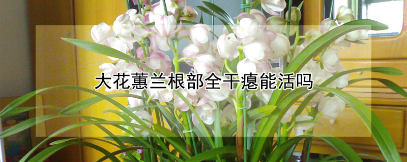 大花蕙兰根部全干瘪能活吗（大花蕙兰花苞干瘪怎么回事）