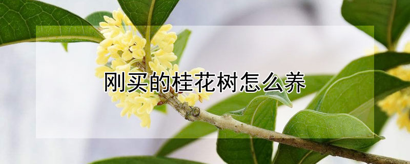 刚买的桂花树怎么养