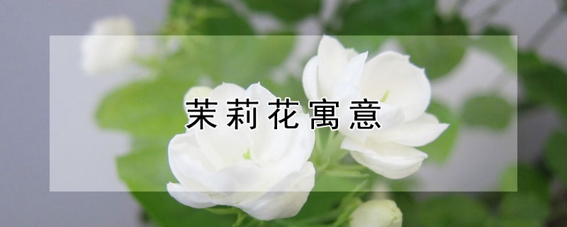 茉莉花寓意 茉莉花寓意是什么意思