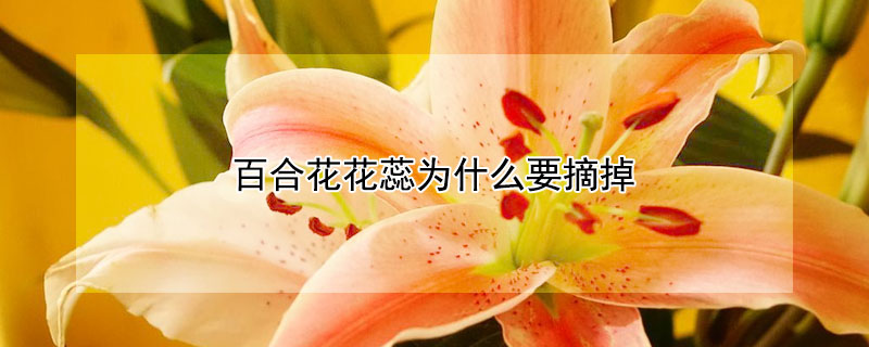 百合花花蕊为什么要摘掉