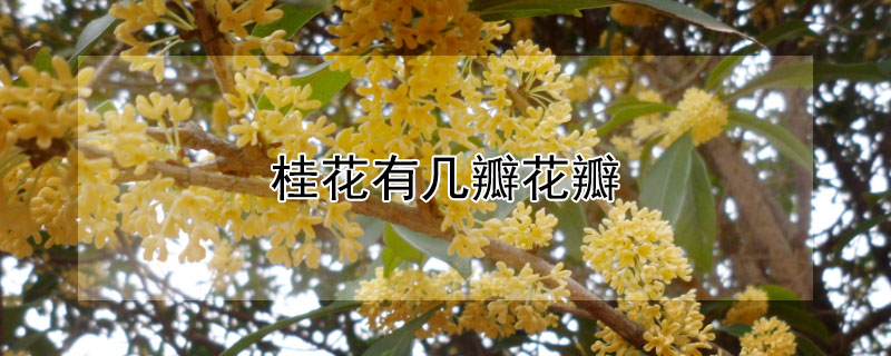 桂花有几瓣花瓣