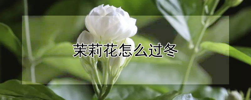 茉莉花怎么过冬