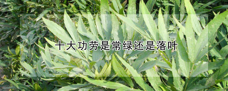 十大功劳是常绿还是落叶 十大功劳是落叶还是常绿植物