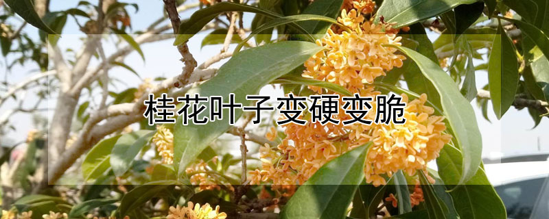 桂花叶子变硬变脆（桂花叶子变硬变脆卷曲怎么办）