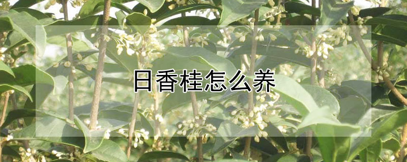 日香桂怎么养（日香桂怎么养护）