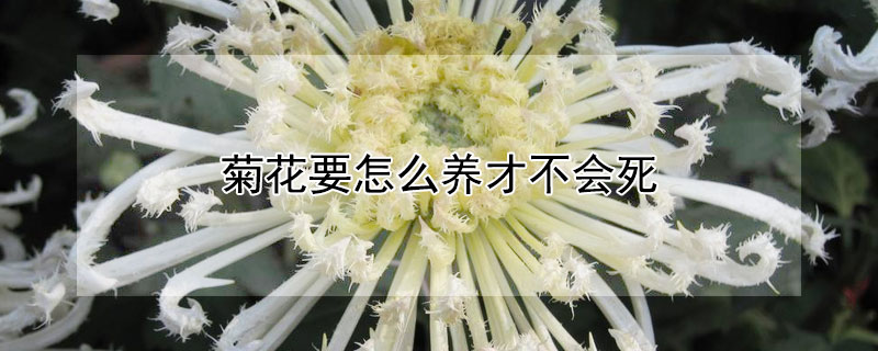 菊花要怎么养才不会死