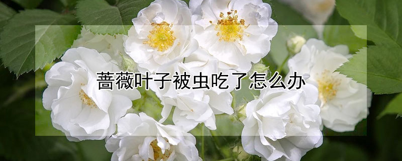 蔷薇叶子被虫吃了怎么办（蔷薇被虫吃要用什么药）