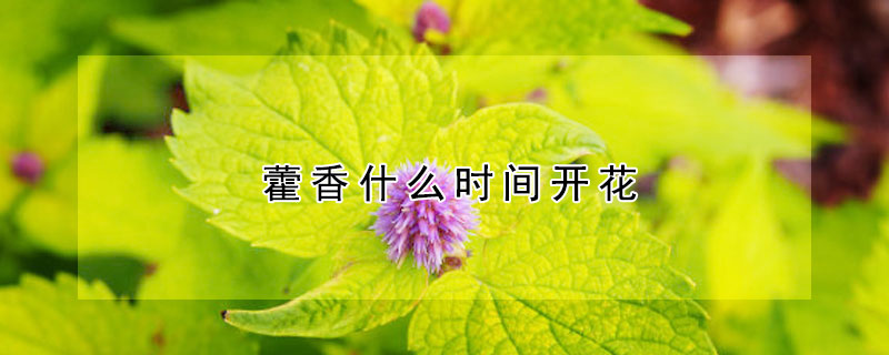 藿香什么时间开花