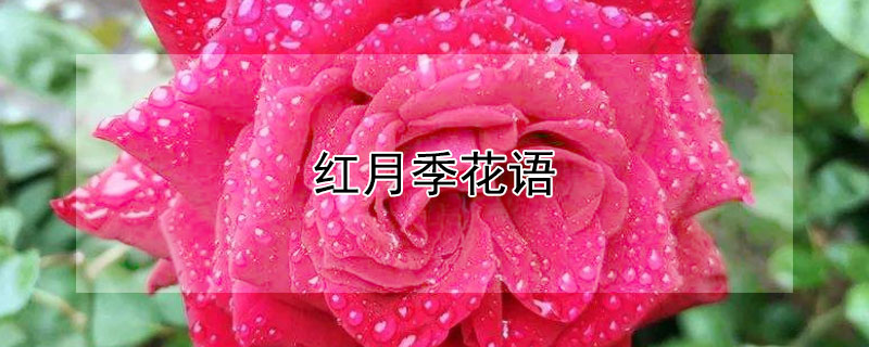 红月季花语