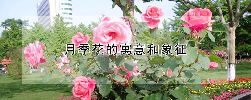 月季花的寓意和象征 月季花的寓意是什么