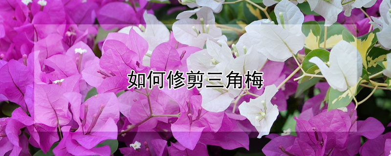 如何修剪三角梅（如何修剪三角梅花枝）