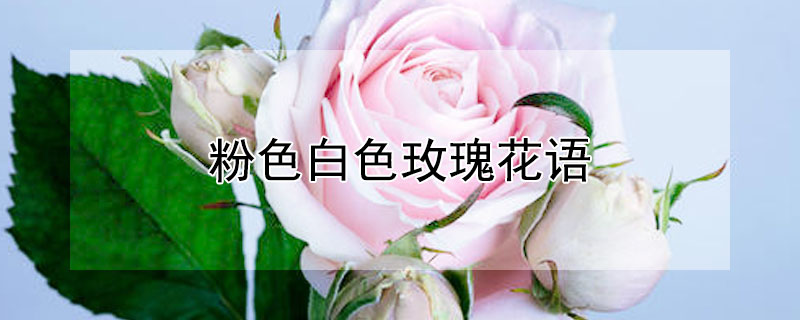 粉色白色玫瑰花语（粉色玫瑰白色玫瑰花语）