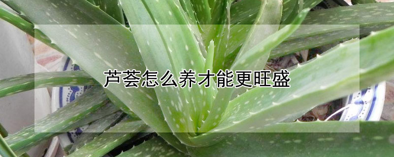 芦荟怎么养才能更旺盛