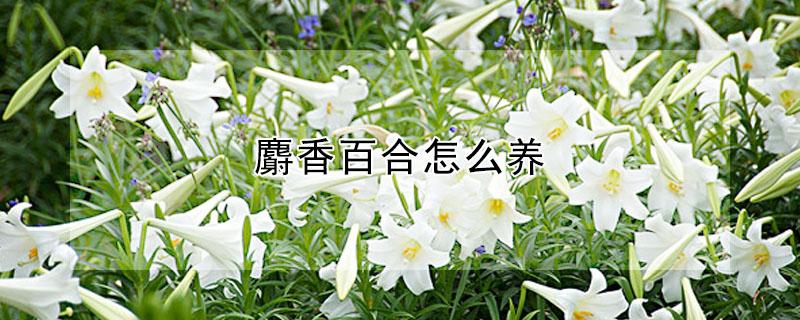 麝香百合怎么养（麝香百合花怎么养）