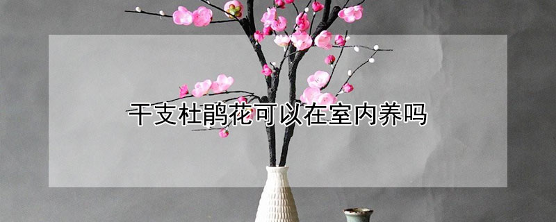 干支杜鹃花可以在室内养吗（杜鹃花适合在屋内养吗）