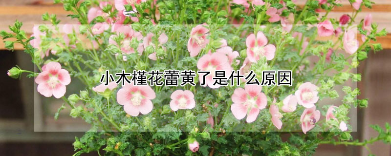 小木槿花蕾黄了是什么原因 小木槿花苞发黄