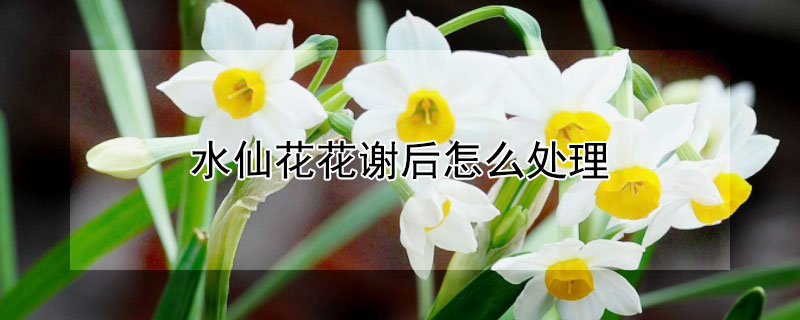 水仙花花谢后怎么处理（水仙花花谢后怎么办）