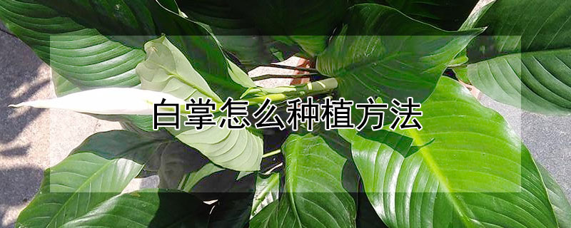 白掌怎么种植方法