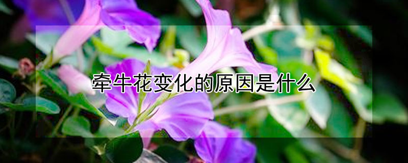 牵牛花变化的原因是什么（牵牛花的变化和原因）