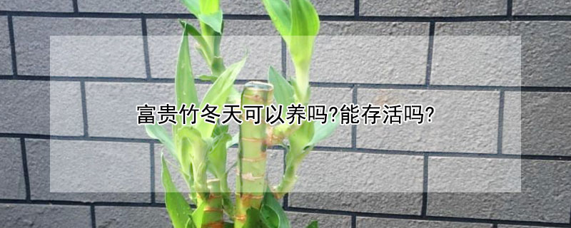 富贵竹冬天可以养吗?能存活吗?