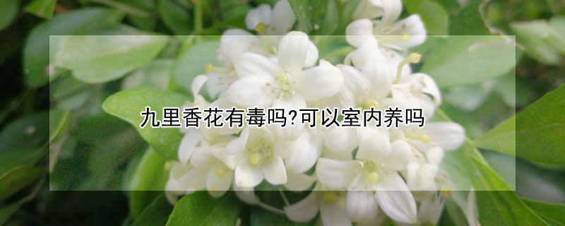 九里香花有毒吗?可以室内养吗（九里香花适合在室内养有毒吗）