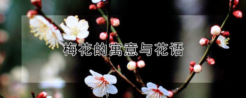 梅花的寓意与花语