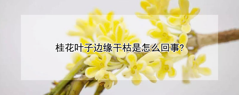 桂花叶子边缘干枯是怎么回事?（桂花叶子枯边是什么原因）