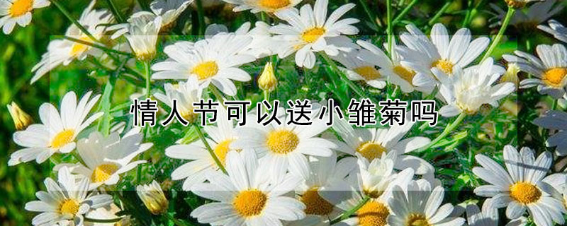 情人节可以送小雏菊吗