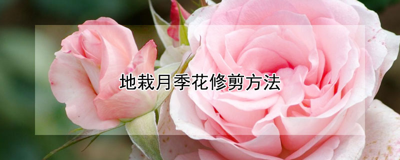 地栽月季花修剪方法（月季花苗怎么修剪）