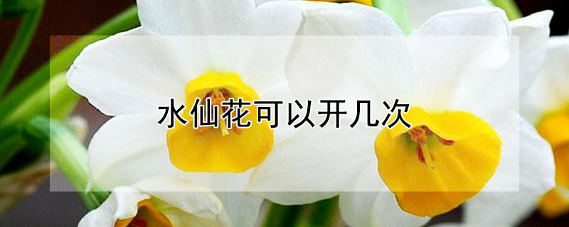 水仙花可以开几次（水仙多久开一次花）