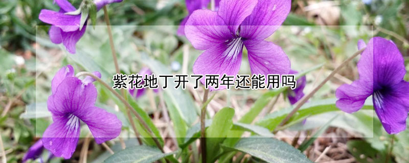 紫花地丁开了两年还能用吗 紫花地丁能长时间用吗