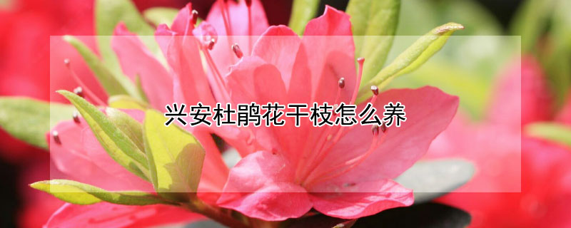 兴安杜鹃花干枝怎么养