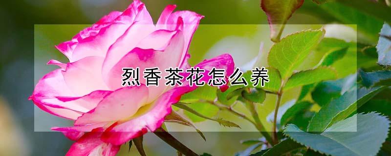 烈香茶花怎么养