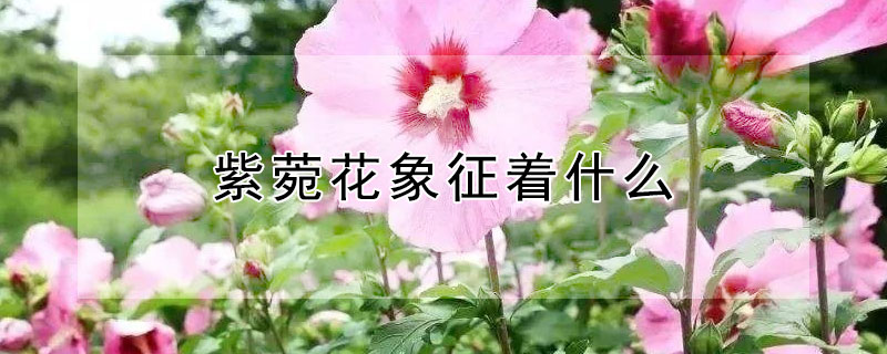 紫菀花象征着什么