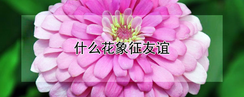 什么花象征友谊