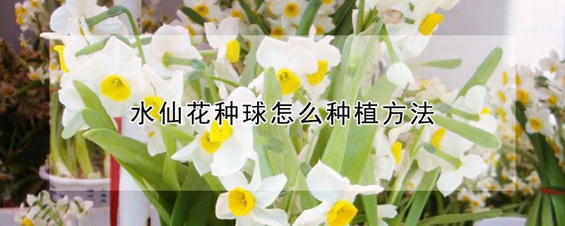 水仙花种球怎么种植方法 水仙花种球土培怎么种