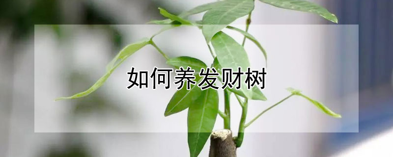 如何养发财树