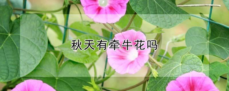 秋天有牵牛花吗 秋天有牵牛花吗?