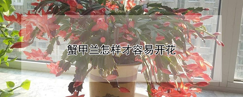 蟹甲兰怎样才容易开花