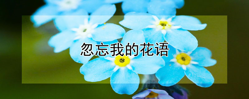 忽忘我的花语（忽忘我的花语是什么）