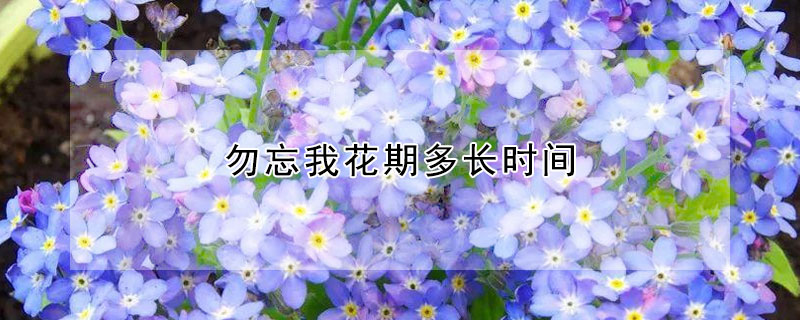 勿忘我花期多长时间