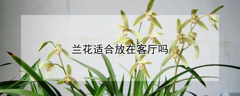 兰花适合放在客厅吗