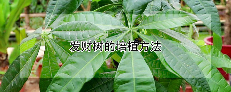 发财树的培植方法