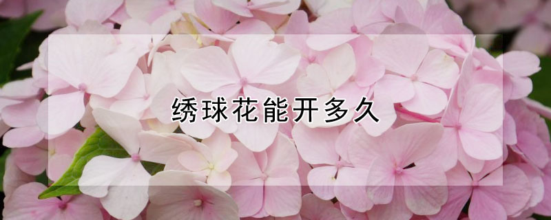 绣球花能开多久