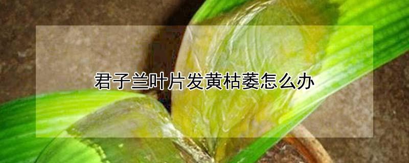 君子兰叶片发黄枯萎怎么办