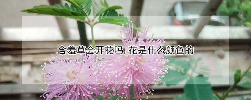 含羞草会开花吗,花是什么颜色的