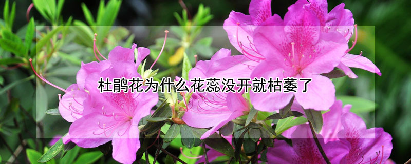 杜鹃花为什么花蕊没开就枯萎了（杜鹃花没开花花苞就枯了）